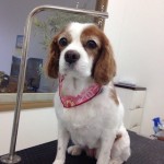 キャバリア　エルモちゃん２６７